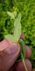 Hypericum ellipticum