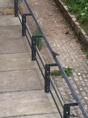 Phoenicurus ochruros