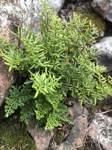 Cryptogramma acrostichoides