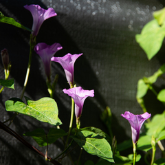 Ipomoea