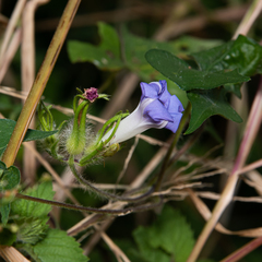 Ipomoea nil