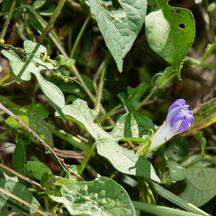 Ipomoea nil