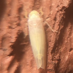 Typhlocybini