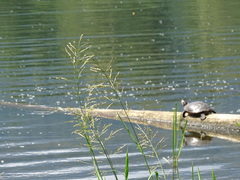 Trachemys scripta elegans