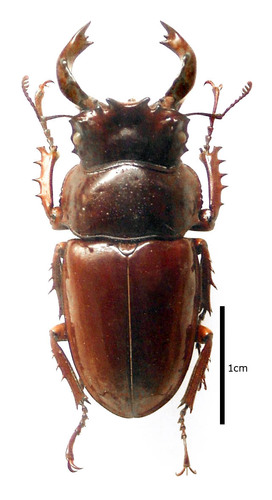 Mesotopus tarandus