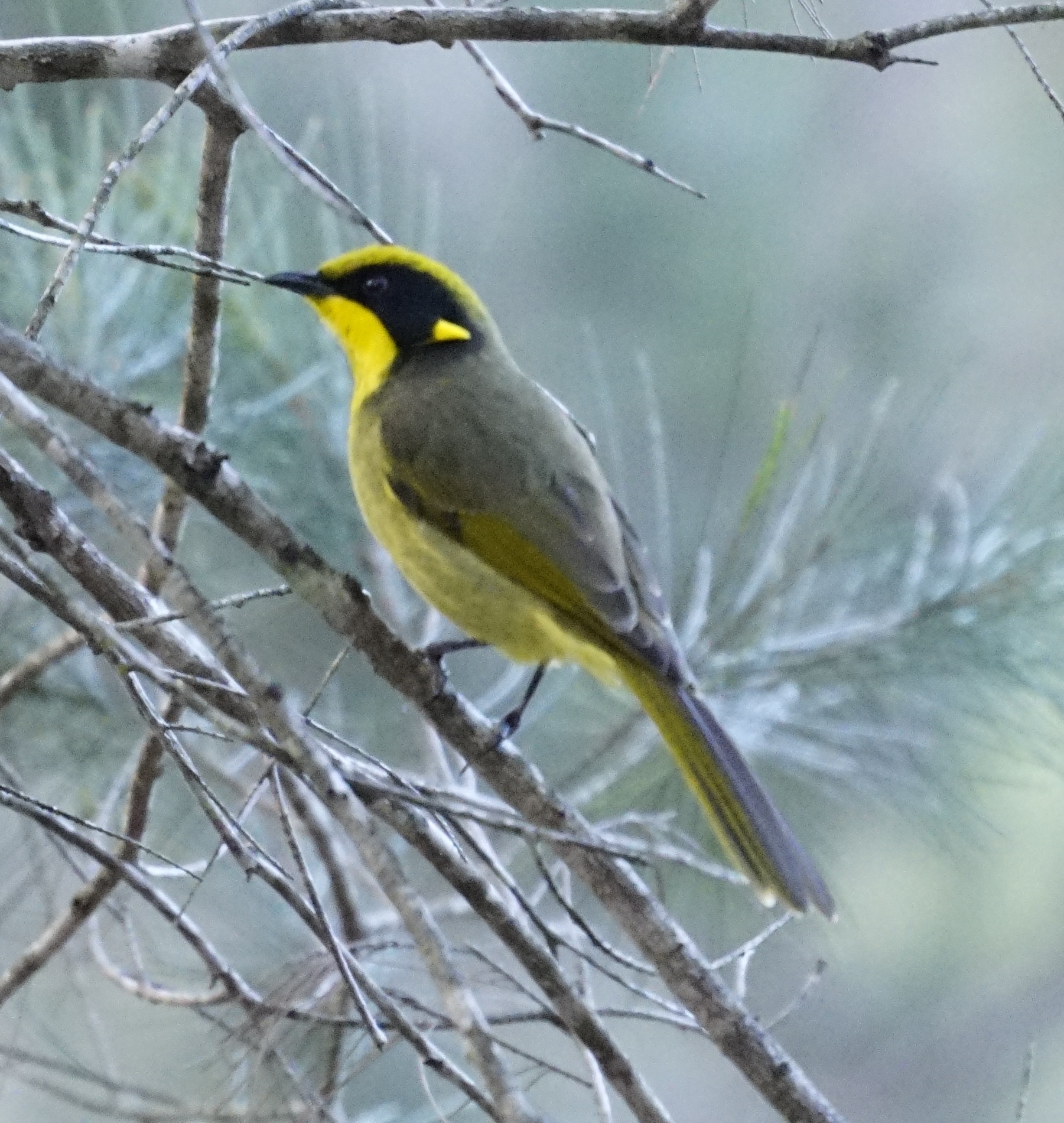 Yellow-tufted Honeyeater illustration