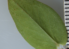 Hypericum ellipticum