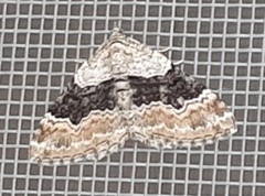 Xanthorhoe quadrifasiata
