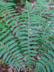 Polystichum braunii image