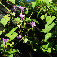 Ipomoea