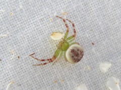 Australomisidia pilula