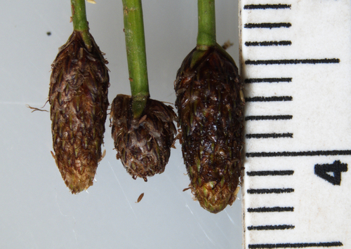 Eleocharis obtusa