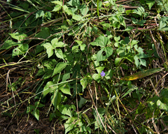 Ipomoea nil