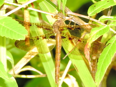 Neurocordulia xanthosoma