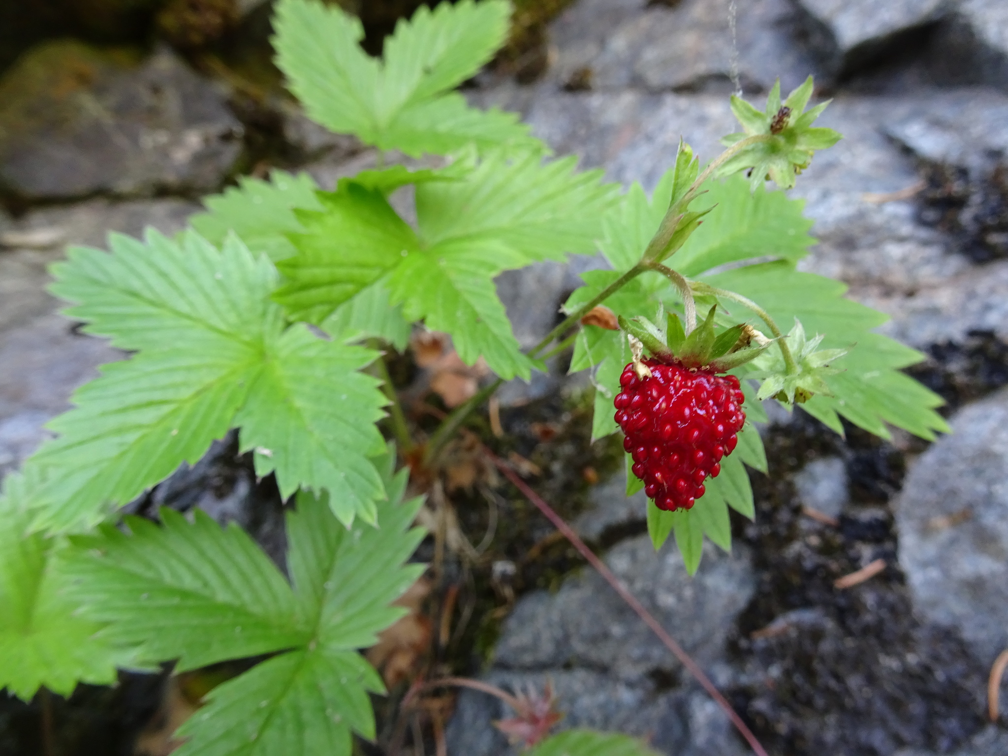 Fragaria vesca ssp. americana