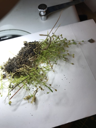 Trailing pearlwort (Sagina decumbens)