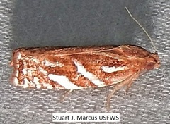 Choristoneura argentifasciata