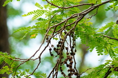 Piptadenia obliqua