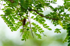 Piptadenia obliqua
