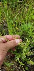 Hypericum canadense