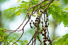 Piptadenia obliqua