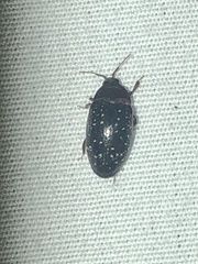 Chelonarium lecontei
