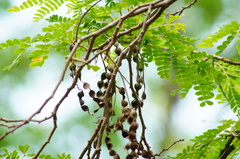 Piptadenia obliqua