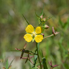 Ludwigia octovalvis