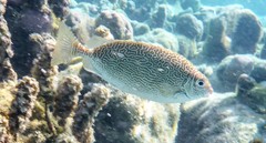 Siganus spinus
