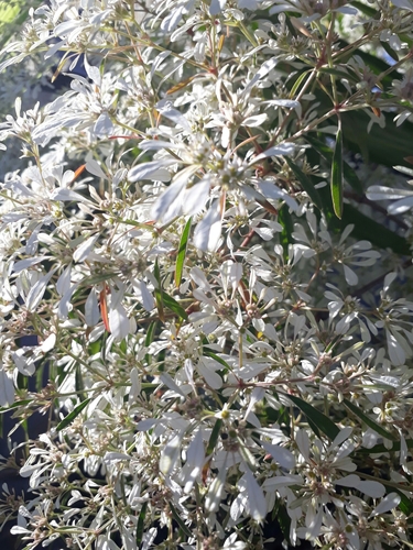 Euphorbia leucocephala