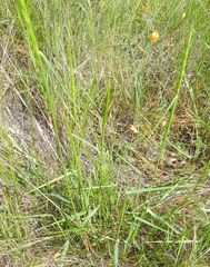 Elymus glaucus