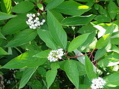 Cornus sericea