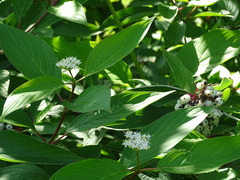 Cornus sericea