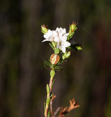 Epacris celata