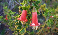 Correa pulchella