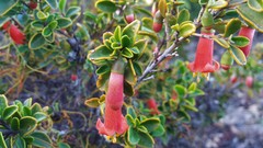 Correa pulchella