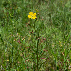 Ludwigia octovalvis