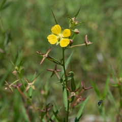 Ludwigia octovalvis
