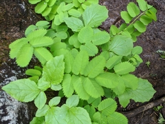 Sanguisorba stipulata