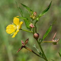 Ludwigia octovalvis