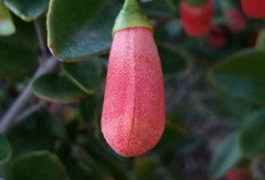 Correa pulchella