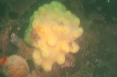 Halichondria sitiens