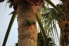 Psittacara holochlorus