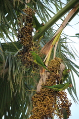 Psittacara holochlorus