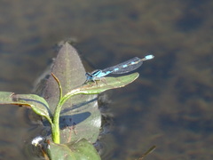 Enallagma carunculatum