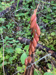Corallorhiza striata