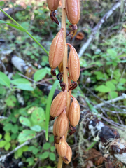 Corallorhiza striata