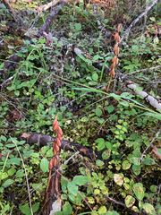 Corallorhiza striata