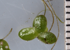Lemna turionifera