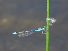 Enallagma carunculatum